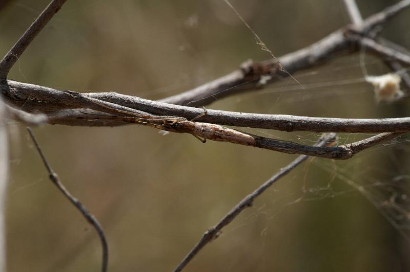 Tetragnatha_demissa_D4202_Z_82_Alexandra hills Brisbane_Australie.jpg
